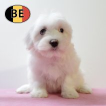 Maltezer 02092025 F (BE0861) 04112025.JPG