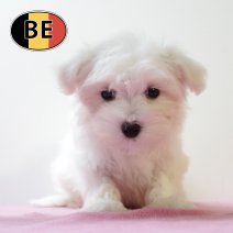 Maltezer 02092025 F (BE0865) 04112025.JPG