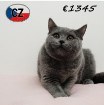 Britse korthaar 090625 F (CZ6377) 051125.JPG