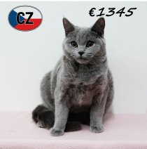 Britse korthaar 090625 F (CZ6378) 051125.JPG