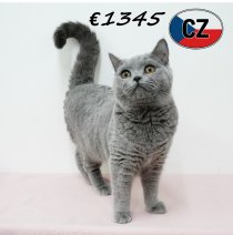 Britse korthaar 090625 F (CZ6380) 051125.JPG