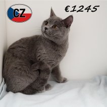 Britse korthaar 090625 M (CZ6379) 051125.JPG