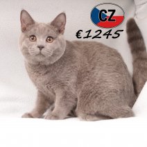 Britse korthaar 090625 M (CZ6383) 051125.JPG