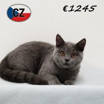 Britse korthaar 090625 M (CZ6388) 051125.JPG