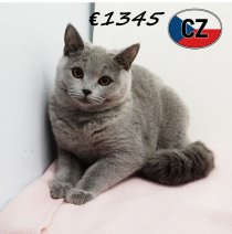 Britse korthaar 210625 F (CZ6387) 051125.JPG