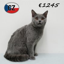 Britse korthaar 210625 M (CZ6393) 051125.JPG