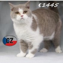 Britse korthaar 240525 M (CZ6389) 051125.JPG