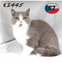 Britse korthaar 240525 M (CZ6391) 051125.JPG