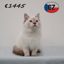 Ragdoll 010725 M (CZ3071) 051125.JPG