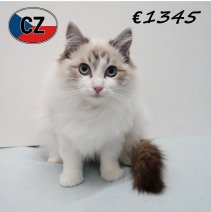 Ragdoll 010725 M (CZ3075) 051125.JPG