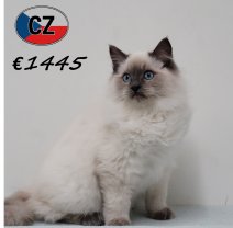 Ragdoll 240625 M (CZ3081) 051125.JPG