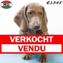 Teckel 010725 M(HU2935) 271025 Verkocht - Vendu.jpg