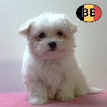 Maltezer 020925 F (BE3573) 061125.jpg