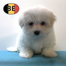 Maltezer 020925 M (BE3394) 061125.jpg