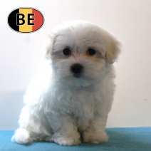 Maltezer 020925 M (BE4332) 061125.jpg