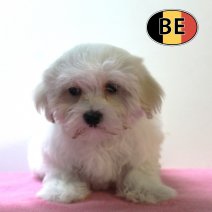 Maltezer 200825 F (BE5079) 061125.jpg