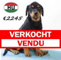 Rottweiler 290625 M (HU3383) 151025.verkocht.png