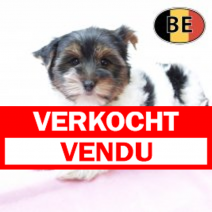 Biewer Yorkshire 210825 F (BE4271) 241025.verkocht.png