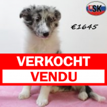 Sheltie 140625 F(SK0379) 171025.verkocht.png