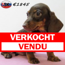 Teckel 090725 F(SK9196) 271025.verkocht.png