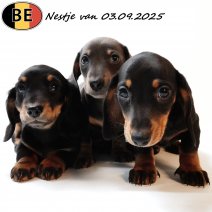 Teckel pups (BE) Nestje van 030925 - 081125.jpg