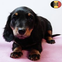 Teckel Langhaar 030925 F(BE4820) 081125.jpg