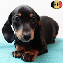 Teckel Korthaar 030925 M(BE4233) 081125.jpg