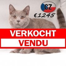 Britse korthaar 090625 M (CZ6383) 051125 verkocht - vendu.jpg