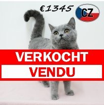 Britse korthaar 090625 F (CZ6380) 051125 verkocht - vendu.jpg