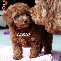 Kleine Dwergpoedel 010925 F(BE-rood) 081125...jpg