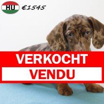 Teckel 030725 M(HU2938) 271025 verkocht - vendu.jpg