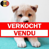 Shiba Inu 030925 M(BE0778) 291025 verkocht - vendu.jpg