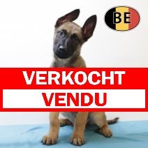 Mechelaar 170825 M (BE0999) 20102025 verkocht - vendu.jpg