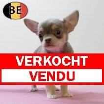 Chihuahua 230825 F (BE5019) 241025 verkocht - vendu.jpg