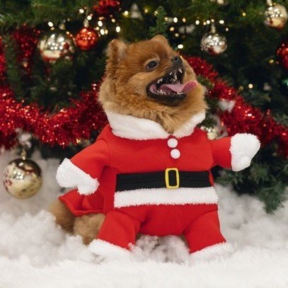 honden-kerst-2025