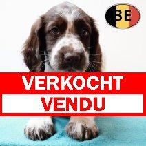 Springer Spaniel 070825 M(BE0840) 081025 verkocht - vendu.jpg