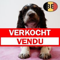 Springer Spaniel 070825 F(BE0751) 081025 verkocht - vendu.jpg