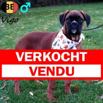 Boxer Vigo 280525 M(BE0139) 031125 verkocht - vendu.jpg