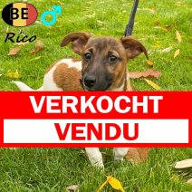 Jack Russell Rico 250625 M(BE6941) 031125 verkocht - vendu.jpg