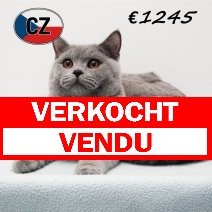 Britse korthaar 090625 M (CZ6392) 051125 verkocht - vendu.jpg