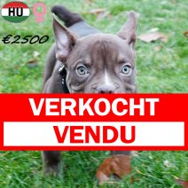 Exotic Bully 300625 F(HU7347) 311025 verkocht - vendu.jpg