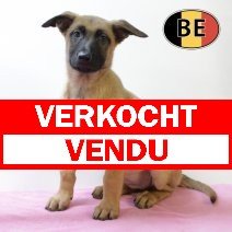 Mechelaar 170825 F (BE1115) 20102025 verkocht - vendu.jpg