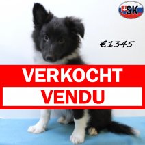 Sheltie 140625 M(SK0380) 171025 verkocht - vendu.jpg