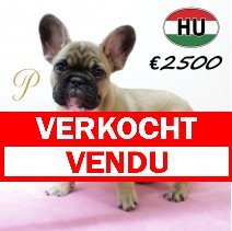 Franse Bulldog 300625 F (HU9108) 151025 verkocht - vendu.jpg