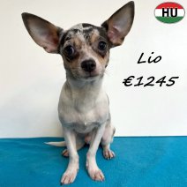 Chihuahua Lio 300525 M(HU3406) 101125.jpg