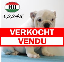 Engelse Bulldog 300625 M (HU3395) 151025 verkocht - vendu.jpg