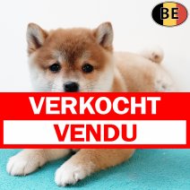 Shiba Inu 030925 M(BE0979) 291025 verkocht - vendu.jpg
