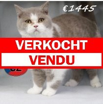 Britse korthaar 240525 M (CZ6389) 051125 verkocht - vendu.jpg