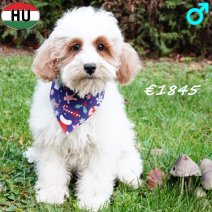 Cockapoo 260625 M(HU7326) 101125.jpg