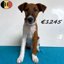 Engelse Fox 050825 M(BE3901) 101125.jpg